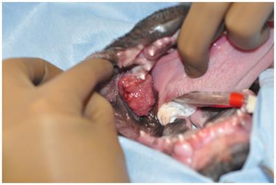 Case report: Spontaneous mandibular body regeneration following unilateral subtotal mandibulectomy in a 3-month-old French bulldog